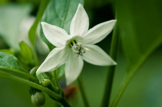 トウガラシの白い花に接近