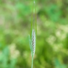 麦のイメージ写真