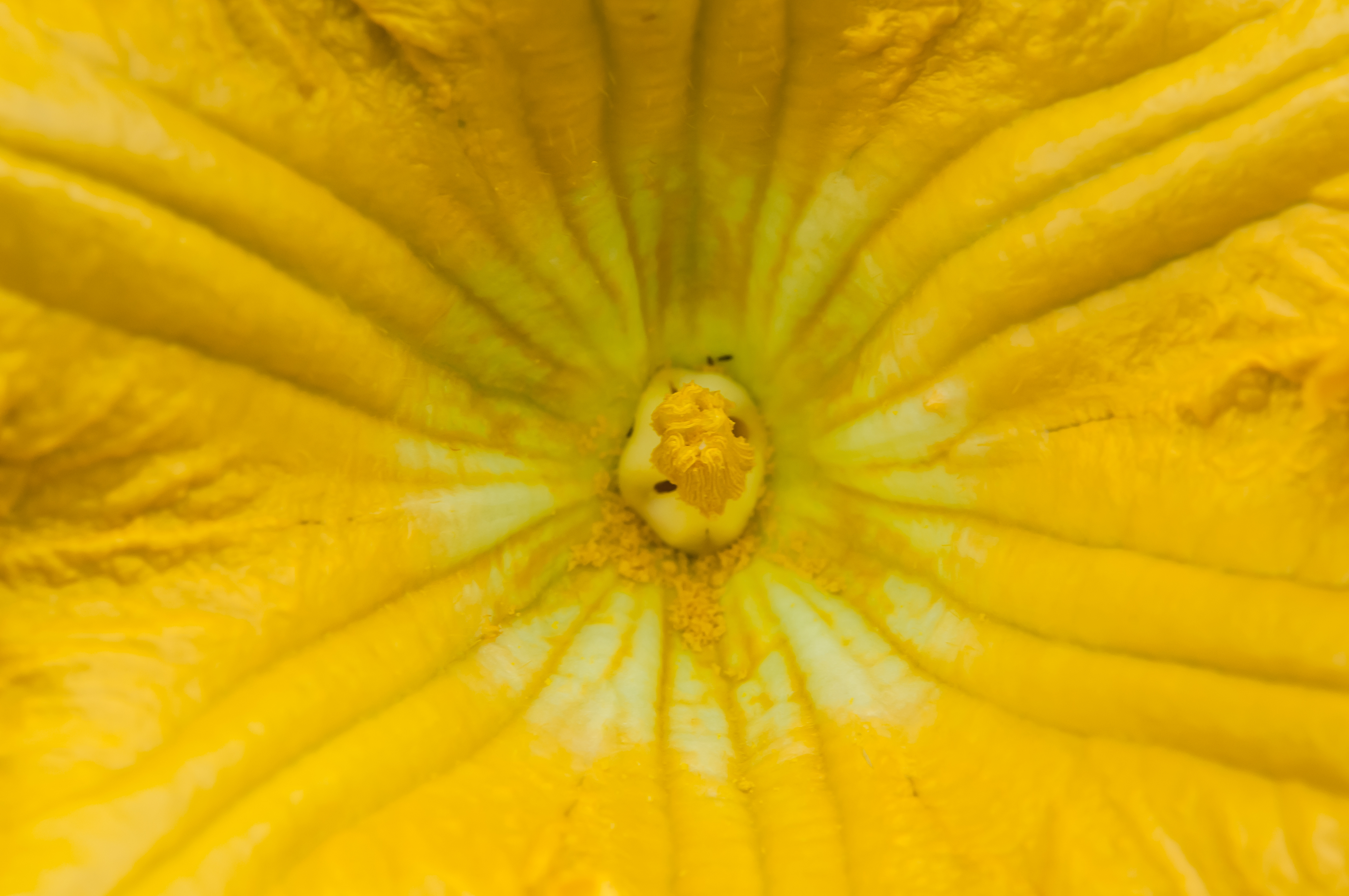 カボチャの花をアップで カボチャ 写真素材が無料で商用ok たべごと写真