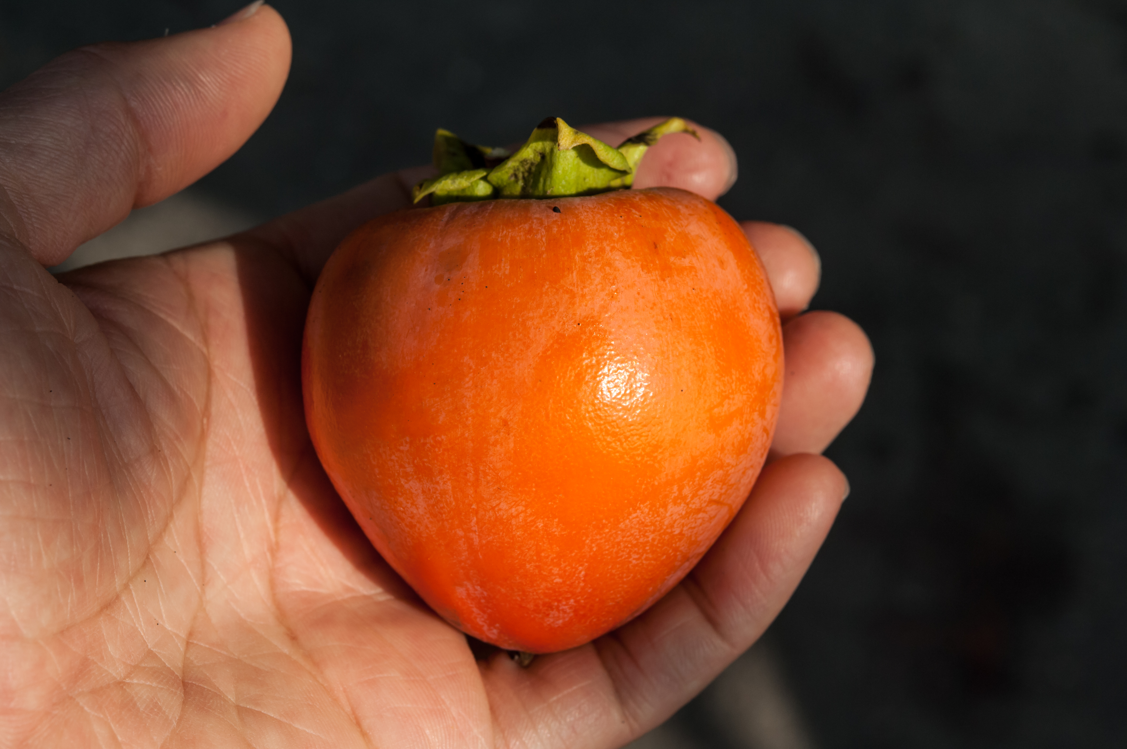 柿と向き合う 柿 写真素材が無料で商用ok たべごと写真
