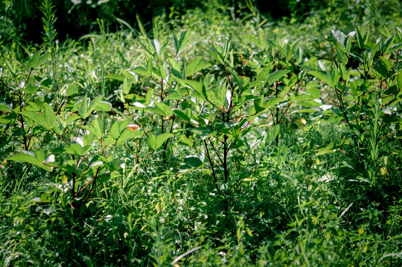 夏に咲かない食用ハイビスカス ローゼル 写真素材が無料で商用ok たべごと写真