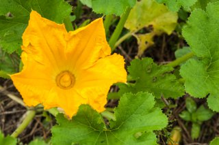 ズッキーニの黄色い花（接写）