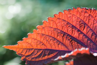 夏の光に透ける赤ジソの葉