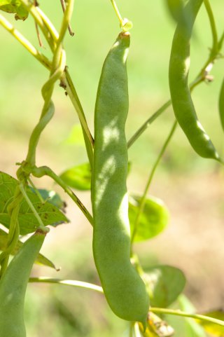 インゲン豆の収穫もおわり