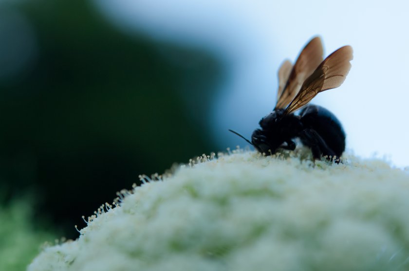 蜂の横顔と透ける羽